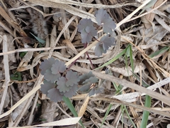 Thalictrum venulosum
