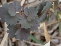 Thalictrum venulosum