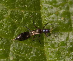 Franklinothrips