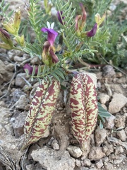 Astragalus oophorus