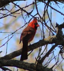 Cardinalis cardinalis