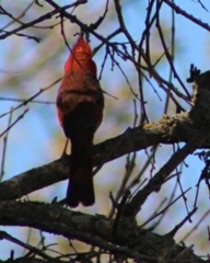 Cardinalis cardinalis