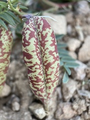 Astragalus oophorus