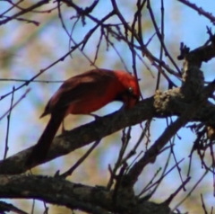 Cardinalis cardinalis