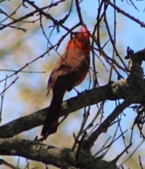 Cardinalis cardinalis