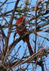 Cardinalis cardinalis
