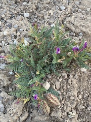 Astragalus oophorus