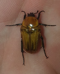 Leucocelis rubra