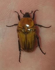 Leucocelis rubra