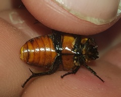 Leucocelis rubra