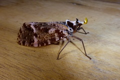 Phrictus xanthopterus