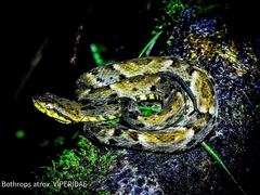 Bothrops