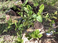 Citrus hystrix