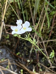 Cardamine dentata