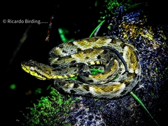 Bothrops