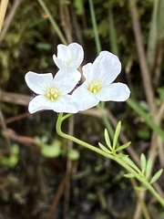 Cardamine dentata
