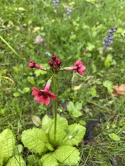 Primula japonica