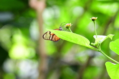Athesis clearista