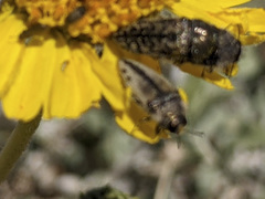 Acmaeodera pubiventris yumae