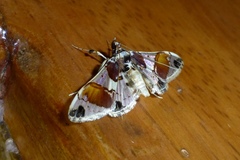 Neoleucinodes