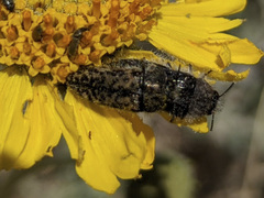 Acmaeodera connexa