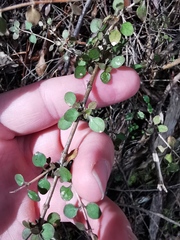 Coprosma rhamnoides