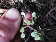 Coprosma rhamnoides