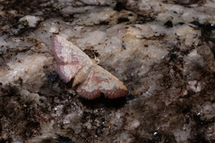 Idaea vacillata
