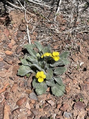 Viola purpurea aurea