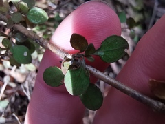 Coprosma rhamnoides