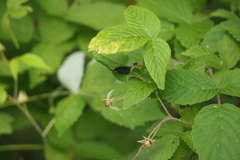 Lucidota atra