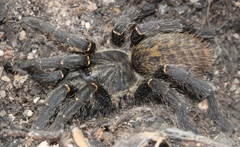 Harpactira