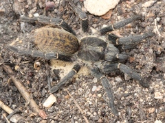 Harpactira