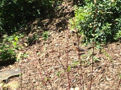 Turdus migratorius
