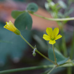 Oxalis pilosa