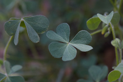 Oxalis pilosa
