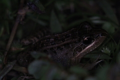 Leptodactylus paranaru