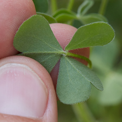 Oxalis pilosa