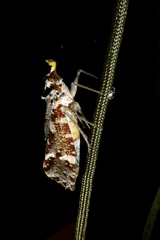 Phrictus xanthopterus