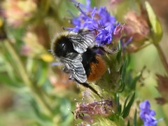 Bombus pratorum