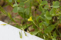 Oxalis pilosa