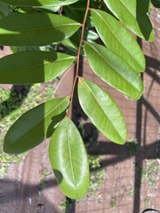 Simarouba