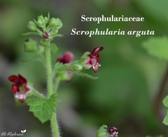 Scrophularia arguta