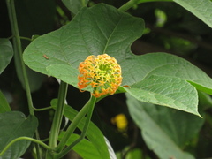 Angiospermae