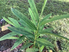 Alpinia galanga