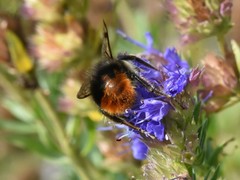 Bombus pratorum