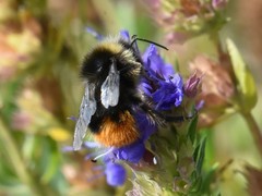 Bombus pratorum