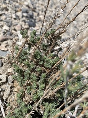 Artemisia pygmaea