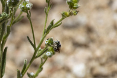 Proteriades
