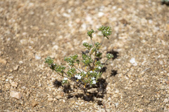 Eremocarya micrantha